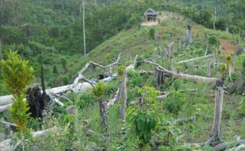12 Pelajar SMK Kehutanan dan Satu Polhut Dikabarkan Hilang di Hutan Taman Nasional Bukit Tiga Puluh Inhu, Berikut Nama-namanya