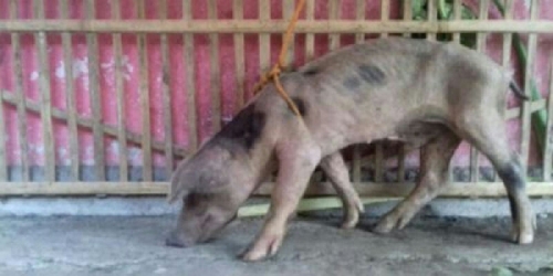 Misteri Pemilik Babi Ngepet di Solo Akhirnya Terungkap