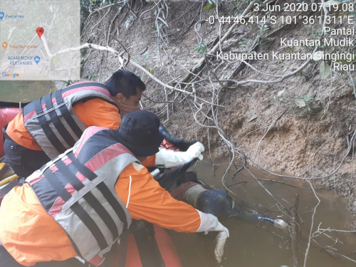 Pagi Ini, Bocah di Kuansing yang Tenggelam Sejak 3 Hari Lalu Sudah Ditemukan
