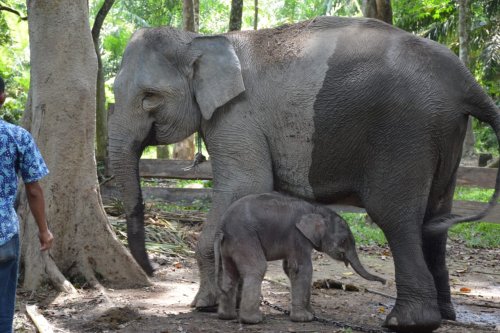 Gajah Sumatera Ngatini di TWA Buluh Cina Akhirnya Melahirkan Bayi Jantan