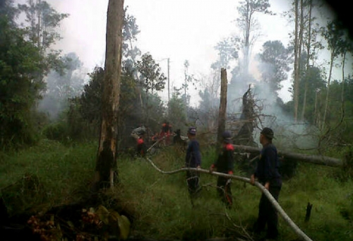 Puluhan Hektare Lahan Gambut di Pangkalan Kuras Terbakar, Perusahaan dan Masyarakat Terlibat Pemadaman