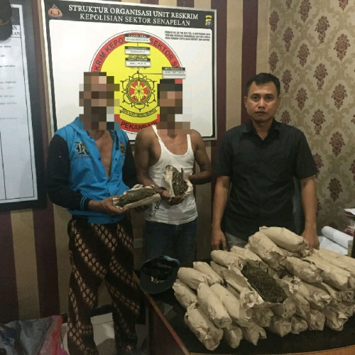 Dipancing dengan Motor Bodong, Polisi Pekanbaru Ringkus 2 Bandar Narkoba bersama 8,1 kilogram Ganja