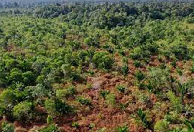 Pemulihan Ekosistem Gambut di Riau Upaya Perbaikan Lingkungan Hidup