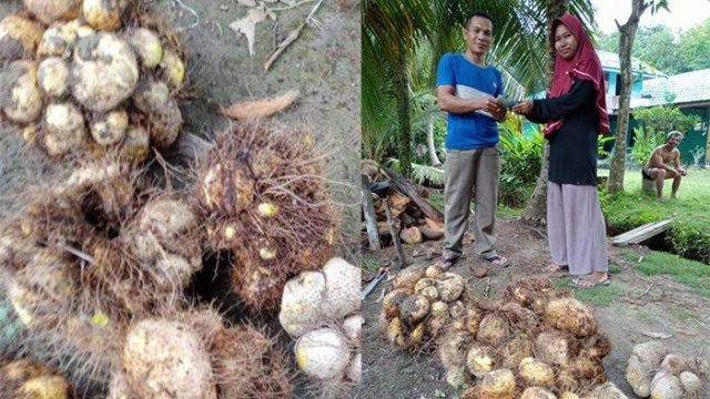 Setelah Biji Getah, Dewi Melinda Olah Ubi Gadung Jadi Berbagai Bentuk Makanan