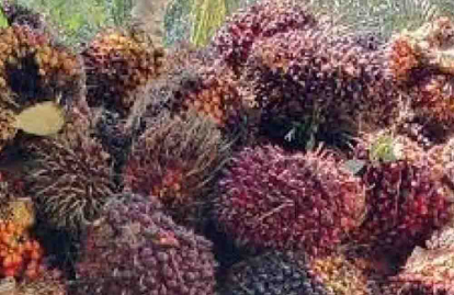 GoRiau Harga TBS Sawit Swadaya Riau Turun Jadi Rp3.634 per Kg Pekan Ini