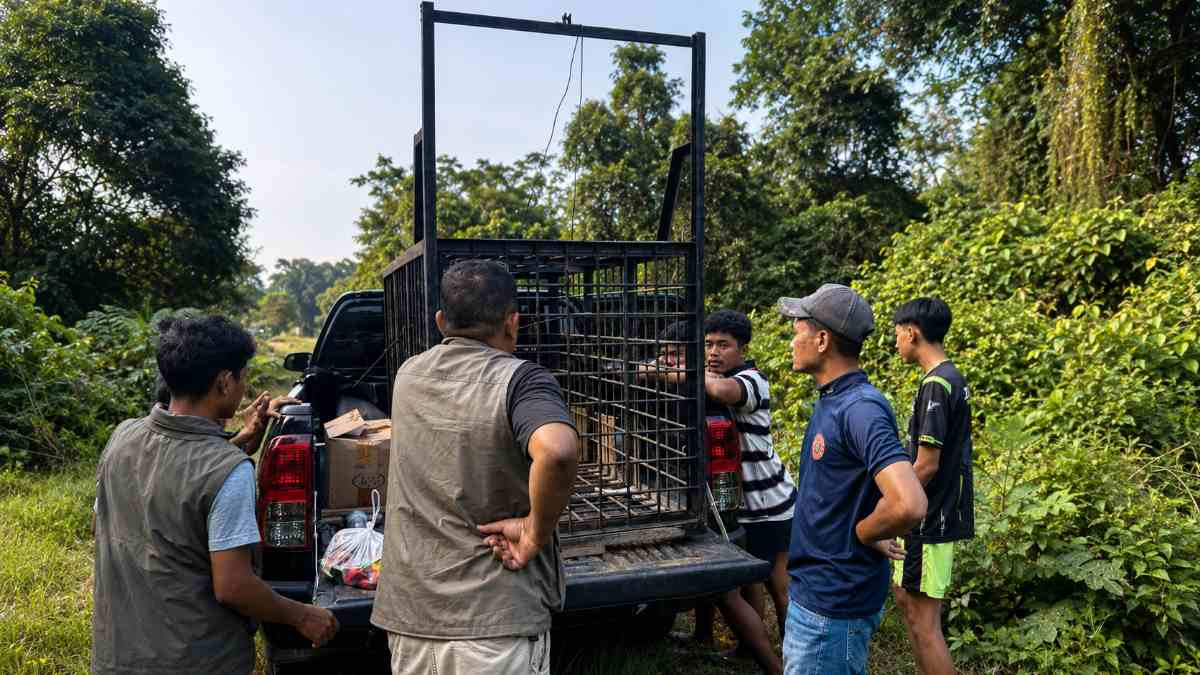 Resahkan Warga, BKSDA Riau Pasang Perangkap Beruang di Desa Kuntu Kampar