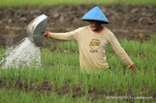NTP Naik, Daya Beli Petani di Riau Berangsur Meningkat