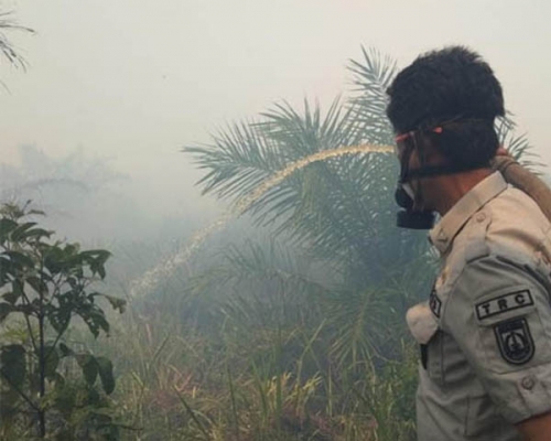 Awal Tahun 2019, Kebakaran Hutan di Riau Capai 20 Hektare