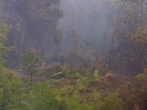Karhutla di Bengkalis Terus Meluas, Sudah Ratusan Hektar Lahan Terbakar