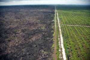 GoRiau PP Gambut Bikin Pelaku Usaha Perkebunan Khawatir