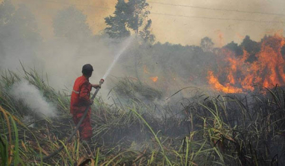 GoRiau Desa Rawan Karhutla Terbanyak di Kabupaten Rohil