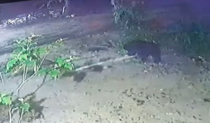 GoRiau Beruang di Rokan Hilir Cari Makan, BBKSDA Riau Lakukan Observasi