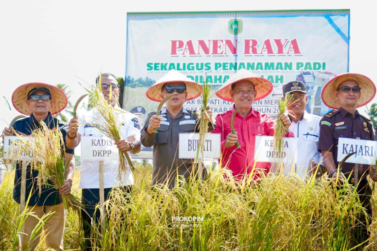 Produksi Padi Meranti Terus Menanjak, Panen Tahunan Capai 6.000 Ton
