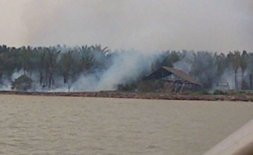 Lagi, Kebun Sagu di 3T Terbakar