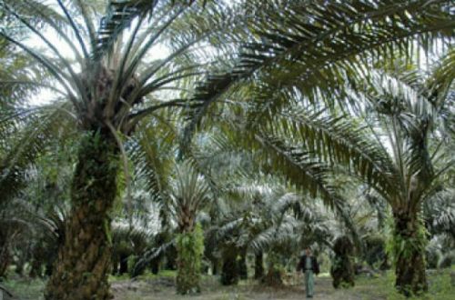 Apkasindo Curigai, Kebun Kelapa Sawit Seluas 700 Hektar di Ukui Tak Berizin