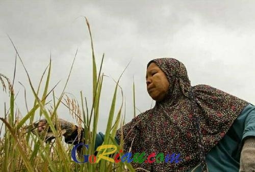 Meski NTP Februari Naik 1,58 Persen, Secara Umum Petani di Riau Defisit