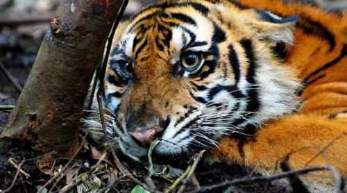 Menhut: Tangkap Pemasang Jerat Harimau di Bukit Barisan