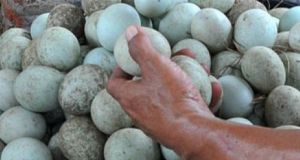 GoRiau Limbah Telur Bisa Dimanfaatkan untuk Pakan Bebek Kaya Protein
