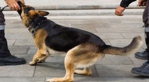 Nekat! Pria Ini Gigit Anjing yang Menyerang Istrinya
