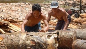 GoRiau Dari Festival Pangan Sagu, 92 Persen Lahan Sagu di Indonesia Terlantar