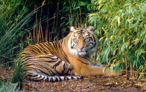 BBKSDA Riau Turunkan Tim ke Lokasi Warga Bengkalis Diterkam Harimau Sumatera