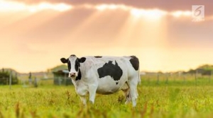 GoRiau Masyarakat Tanah Datar Dilarang Sembelih Sapi Betina Produktif