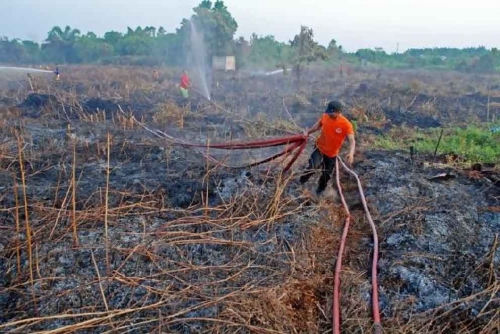 Lahan Gambut di Rokan Hilir Riau Perlu Restorasi
