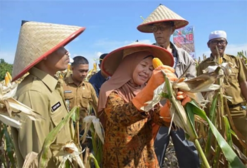 Azis Zaenal Ajak Masyarakat Kampar Bertani Jagung yang Lebih Menguntungkan dari Tanam Sawit