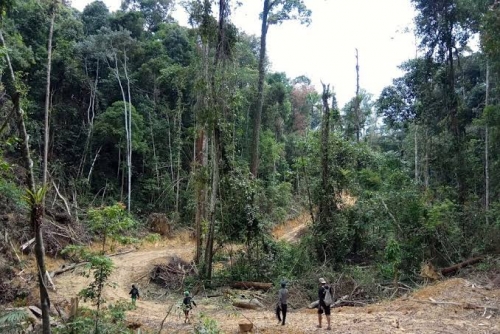 Perusahaan Swasta Rambah Hutan Lindung Bukit Betabuh 3.000 Hektare, KLHK Turunkan Tim Penyelidikan