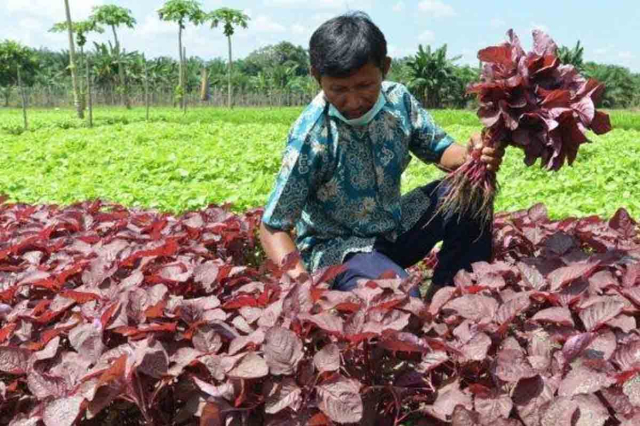 Nilai Tukar Petani Riau Naik Jadi 150,46 pada Agustus 2023