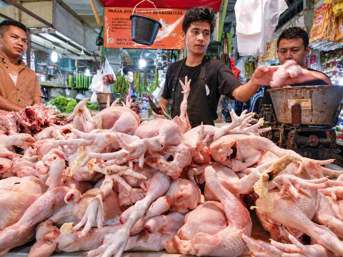 Permintaan Tinggi dan Biaya Pakan Meroket, DPKH Riau Beberkan Alasan Kenaikan Harga Ayam