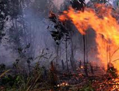 Polres Pelalawan Tangani 10 Kasus Pembakaran Lahan dan Hutan