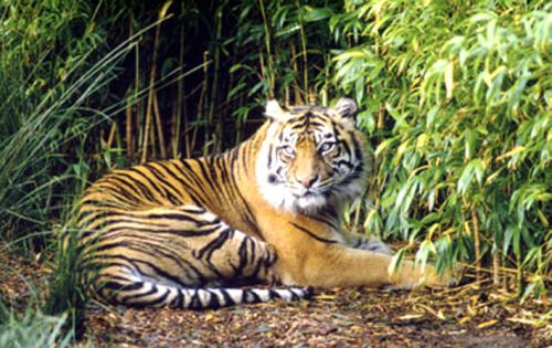 Populasi Harimau Sumatera di Riau Mulai Kritis