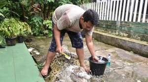 GoRiau Evakuasi Buaya Gendut Berusia 21 Tahun Dramatis dan Mengharukan, Pemilik dan Para Tetangga Berurai Mata