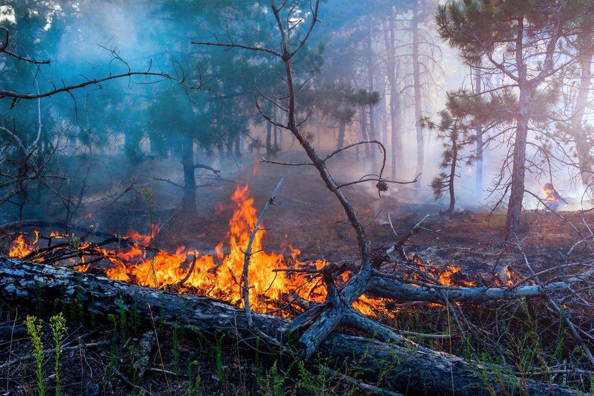 Luasan Lahan Terbakar di Riau Tembus 126 Hektar, Bengkalis Jadi yang Terparah