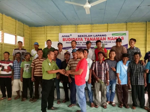 Ingin Jadi Sentra Nenas di Riau, 80 Ribu Bibit Ditanam di Siak