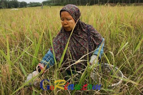 Daya Beli Petani di Riau Semakin Lesu