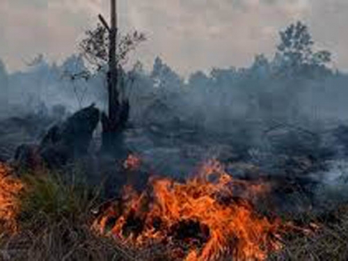 16 Petani di Riau Jadi Tersangka Pembakar Lahan, Belum Ada Korporasi