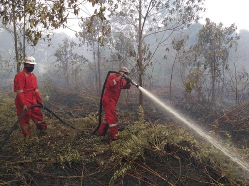 Kebakaran Lahan 6 Kecamatan di Indragiri Hilir Sumbang Titik Api
