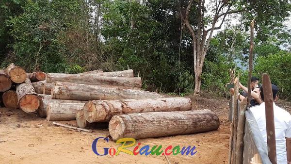 Temukan Ratusan Tual Kayu Hasil Illegal Logging, Wabup Kuansing Minta KLHK Turun ke Bukit Betabuh