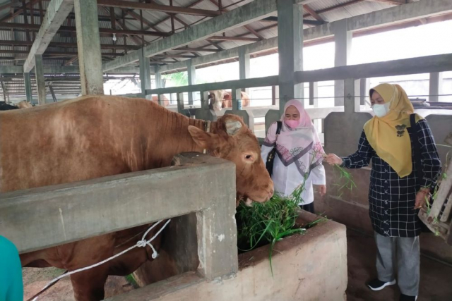Sempat Terserang PMK, 1.209 Ternak Sapi di Riau Sudah Sembuh