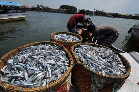 Sayang, Sektor Perikanan Riau Baru Tergarap 16-20 Persen