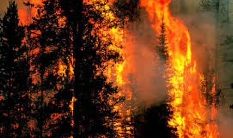 Sarat Illegal Loging, BNPB Tuding Pembakar Lahan di Riau Bekerjasama dengan Kepala Adat dan Lurah