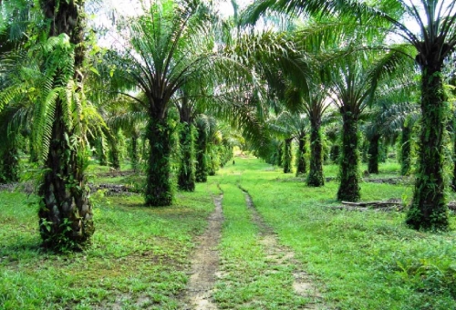 1,7 Juta Hektare Perkebunan Sawit di Riau Ilegal, Disbun Riau: Hanya 970 Ribu Hektare yang Pegang HGU