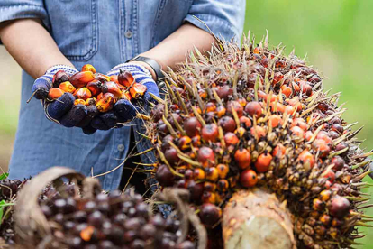 GoRiau Berikut Daftar Harga Kelapa Sawit Petani Mitra Swadaya Riau Periode 6-12 September 2023