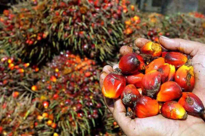 GoRiau Ini Harga Kelapa Sawit Mitra Plasma Riau Pekan Ini