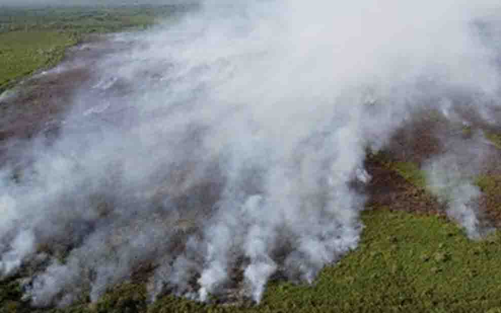 10 Ribu Hektare Lahan Jambi Hangus, Praktik Buka Kebun Sawit Disorot