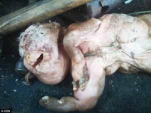 GoRiau Bayi Kambing Berkepala Manusia, Petani Dituduh Gauli Ternak Peliharaannya