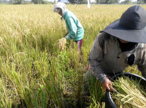 Poktan Lintas Bono Panen Padi di Lahan Seluas 20 Hektar