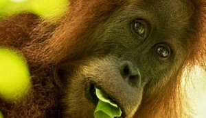 GoRiau Spesies Baru Orangutan Ditemukan di Batang Toru, Berbulu Tebal dan Keriting